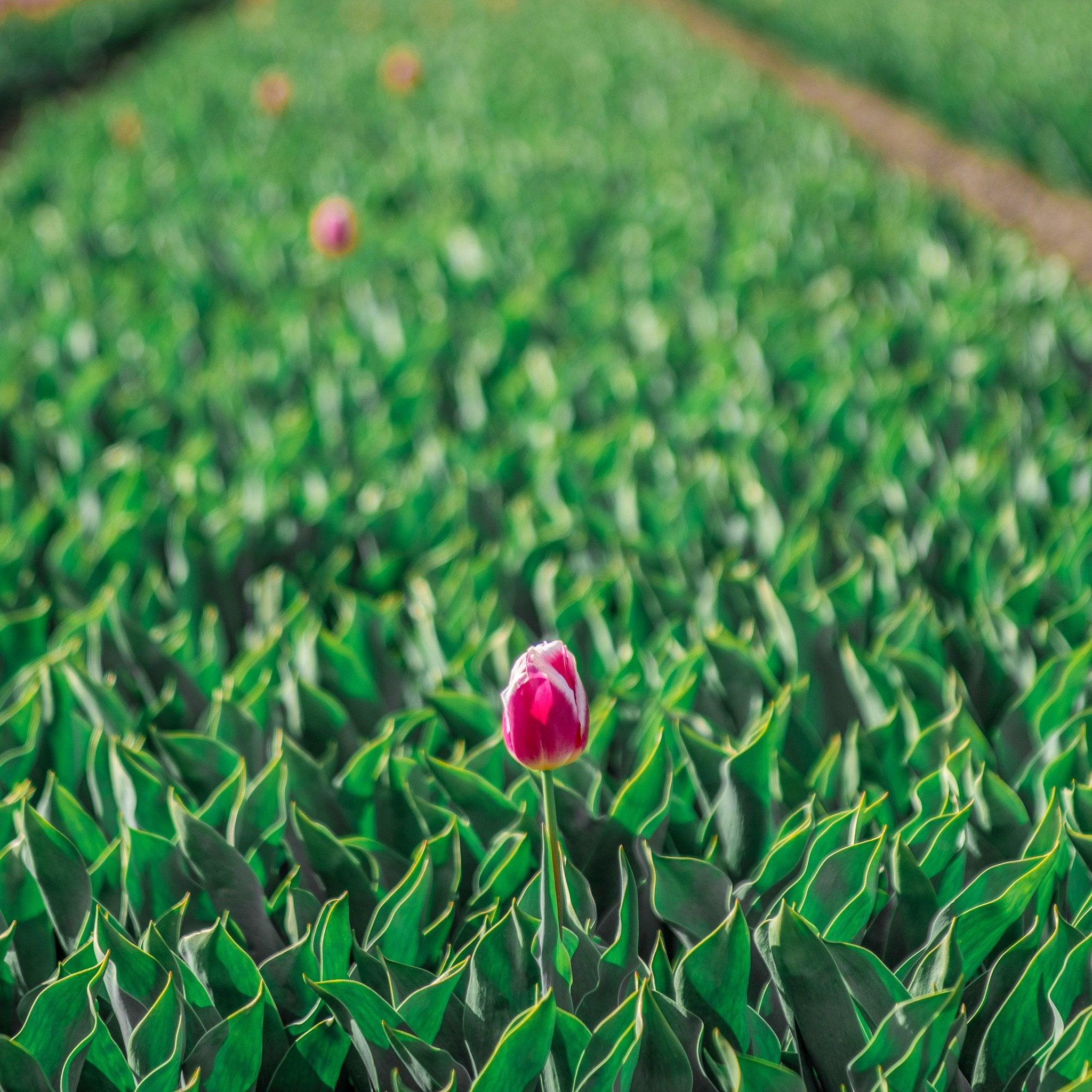 tulp-in-het-veld - Delft Denim