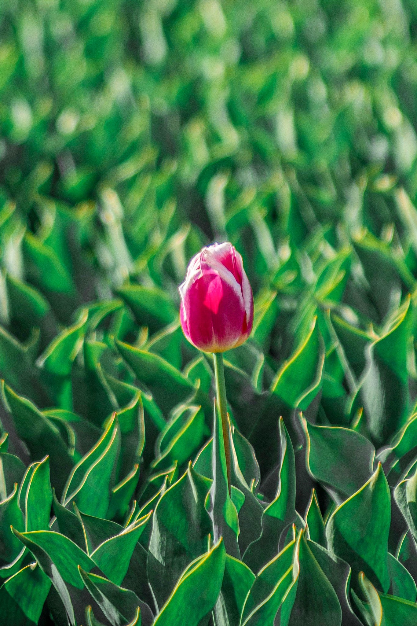 Tulp in het veld